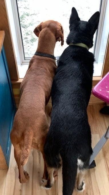 Dogs looking out of a door