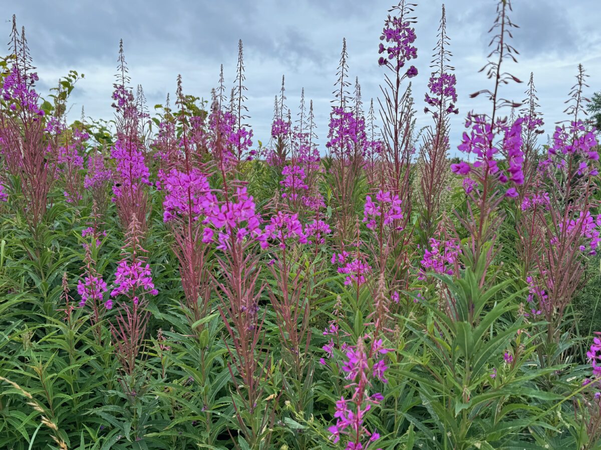 Purple Loostrife on the dunes near the Royal Troon Golfcourse